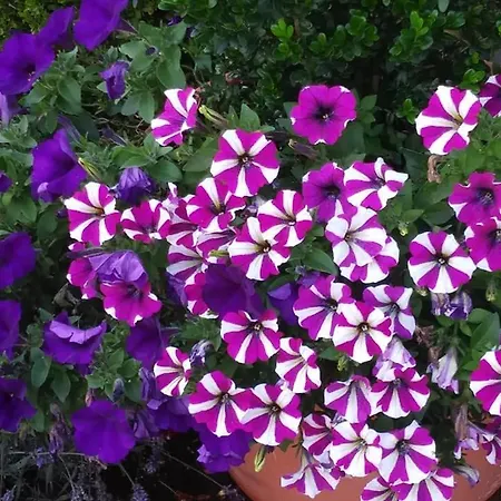 Sportpension Christina By Piaunddirk Guest house Fuegen