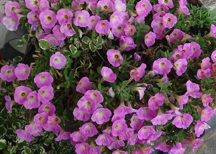 Gæstehus Sportpension Christina By Piaunddirk Fügen