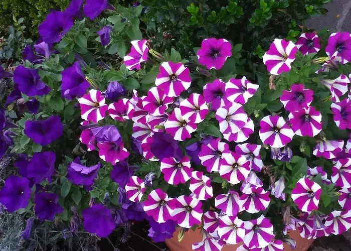 Sportpension Christina By Piaunddirk Gæstehus Fügen